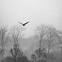 Fjeldvåge over Søborg Sø