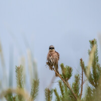 Rødrygget Tornskade