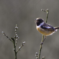 Sortstrubet bynkefugl