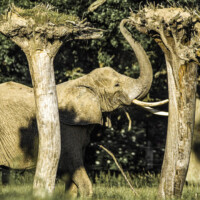 Elefant