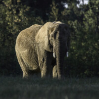 Elefant