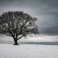 Ensomt træ