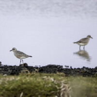 Hjejler ved Hyldekrog