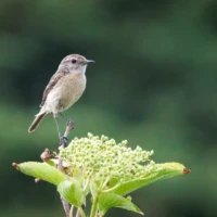 Sortstrubet Bynkefugl