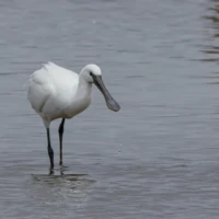 Skestork