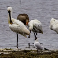 Skestork