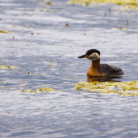 Gråstrubet Lappedykker