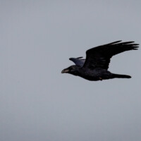 Ravn